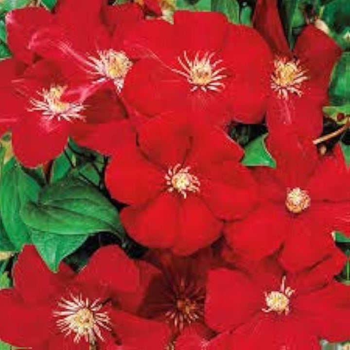 Light Red Clematis Flower Seeds for Planting – Heirloom, Non-GMO, High Germination Vibrant Climbing Vine Seeds