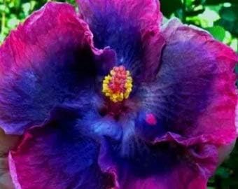 Flower Seeds, Seeds for Planting, Plant Seeds