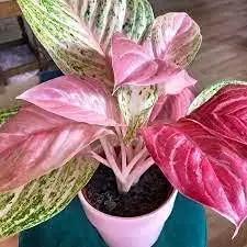 pink aglaonema flower seeds