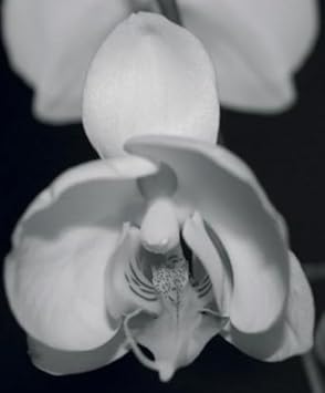 Flower Seeds, Seeds for Planting, Plant Seeds