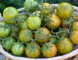 Heirloom Green Zebra Cherry Tomato Vegetable Seeds