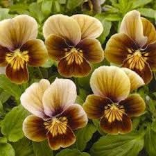 pansy flower flower seeds