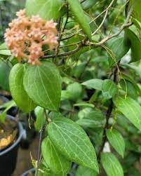 Flower Seeds, Seeds for Planting, Plant Seeds