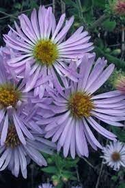 heirloom climbing flower seeds
