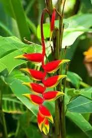 heliconia wagneriana flower seeds
