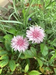 Flower Seeds, Seeds for Planting, Plant Seeds