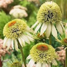 Flower Seeds, Seeds for Planting, Plant Seeds