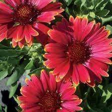 heirloom non flower seeds