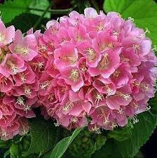 heirloom non flower seeds