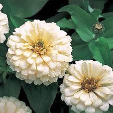heirloom magellan flower seeds