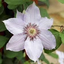 heirloom non flower seeds