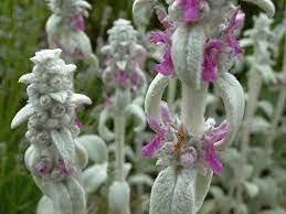 lambs ear flower seeds