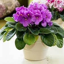 Flower Seeds, Seeds for Planting, Plant Seeds