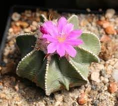 heirloom non flower seeds