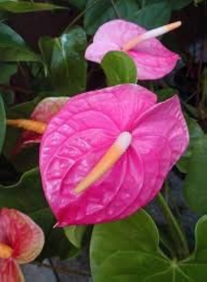 Anthurium lilla blomsterfrø til plantning 100 stk