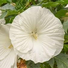 Flower Seeds, Seeds for Planting, Plant Seeds