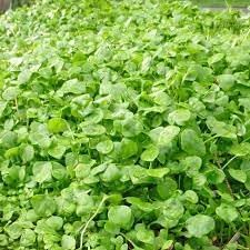 Lettuce Seeds for Home Garden