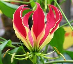 flamme lilien flower seeds