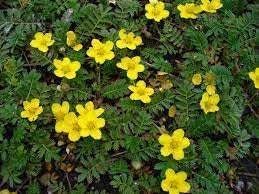 tormentil flower flower seeds