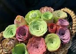 greenovia flower flower seeds
