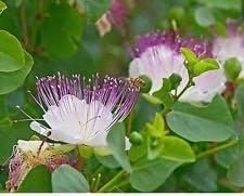 white capparis flower seeds
