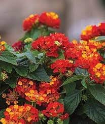 Flower Seeds, Seeds for Planting, Plant Seeds