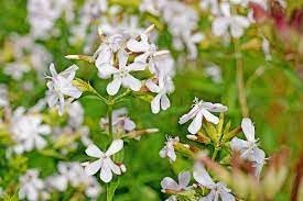 organic saponaria flower seeds