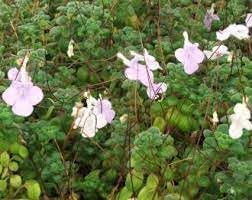 Flower Seeds, Seeds for Planting, Plant Seeds