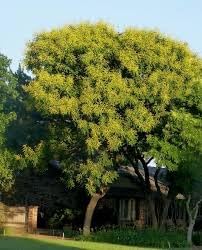 Flower Seeds, Seeds for Planting, Plant Seeds