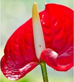 Flower Seeds, Seeds for Planting, Plant Seeds