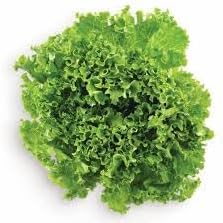 Green Lettuce Seeds for Planting