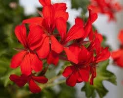 Flower Seeds, Seeds for Planting, Plant Seeds