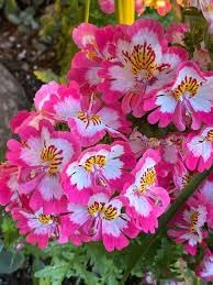 Flower Seeds, Seeds for Planting, Plant Seeds