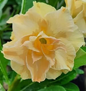 Flower Seeds, Seeds for Planting, Plant Seeds