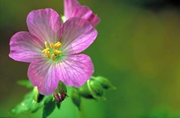 Flower Seeds, Seeds for Planting, Plant Seeds
