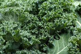 Ridge Kale Plant Seeds for Planting