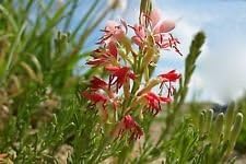 red gaura flower seeds