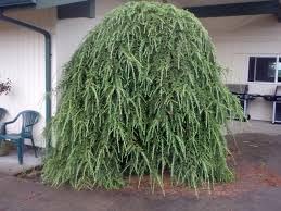 Flower Seeds, Seeds for Planting, Plant Seeds