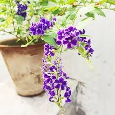 Flower Seeds, Seeds for Planting, Plant Seeds