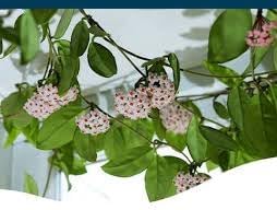 Flower Seeds, Seeds for Planting, Plant Seeds