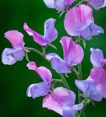 Flower Seeds, Seeds for Planting, Plant Seeds