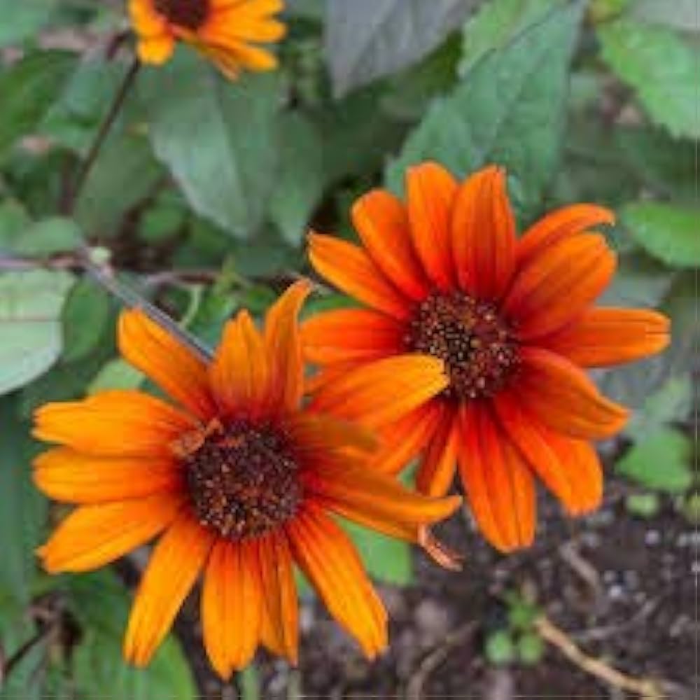 Heliopsis Scabra Orange Flower Seeds for Planting 100 pcs