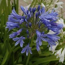 agapanthus africanus flower seeds