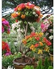 Flower Seeds, Seeds for Planting, Plant Seeds