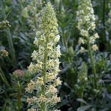 heirloom non flower seeds