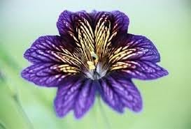 salpiglossis flower flower seeds