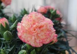 carnation perennial flower seeds