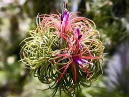 tillandsia flower flower seeds