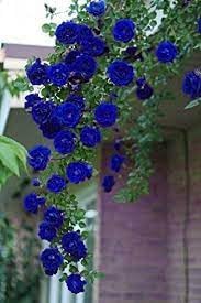 Flower Seeds, Seeds for Planting, Plant Seeds