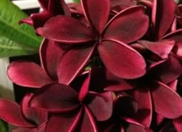 heirloom non flower seeds